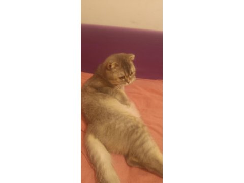 Scottish fold sahibinden 1 yaşındaki kızımız