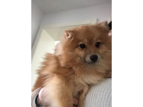 Sevgi dolu dişi pomeranian