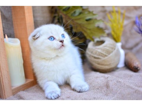 Bembeyaz ns1133 scottish fold shorthair 