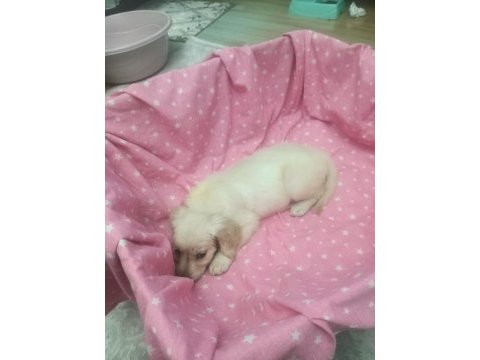 2 aylık golden retriever