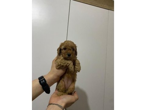 Rezerveye açık toy poodle yavru