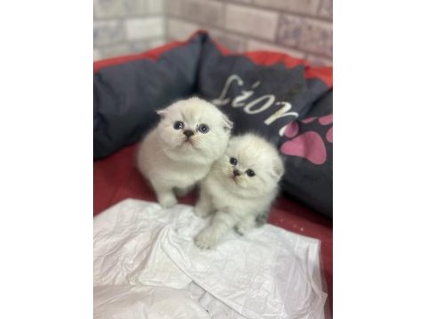 Güzeller güzeli blue point scottish fold yavrularımız