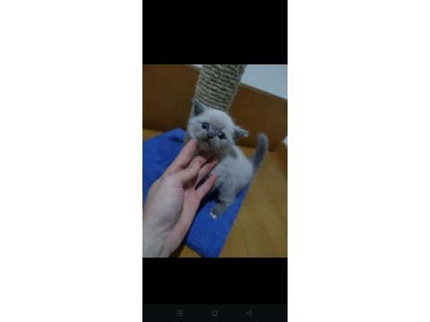British shorthair yavrularımız