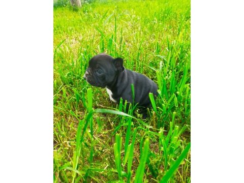 Anatomi harikası french bulldog