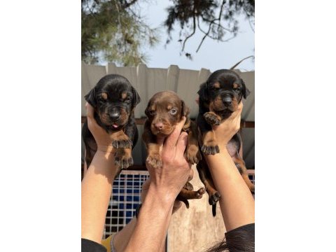 Doberman yavrularımız 