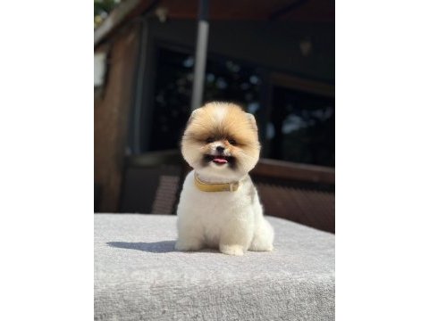 Sevimli pomeranian yavrular yemi yuvalarını arıyor
