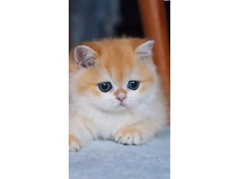 Safkan british shorthair longhair golden