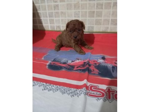 Poodle yavrularımız mini ve toy boy renk renk