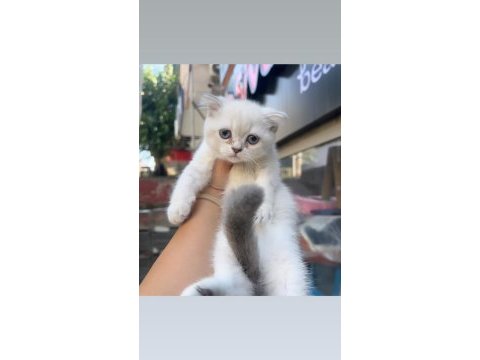 Dişi kedilerim ailesini arıyor