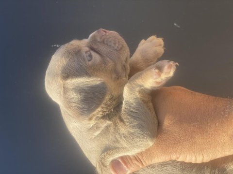 İzmirden newshade taşıyıcı french bulldog yavrularımız