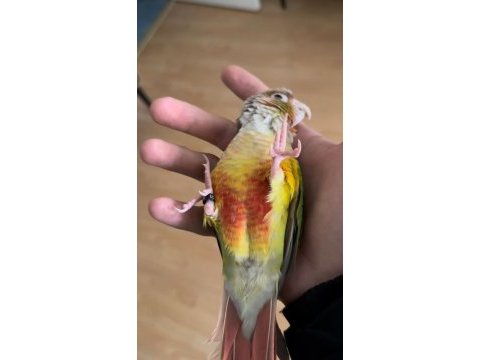 Full evcil konur papağanı 81 ile gönderim var