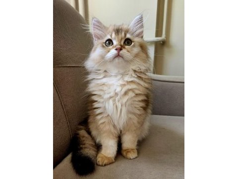 Golden british longhair bebeğimiz