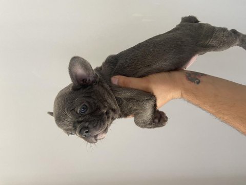 Renkli gözlü ırk garantili aşılı french bulldog yavrularım