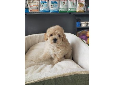 Sıfır numara maltipoo dişi bebeklerimiz
