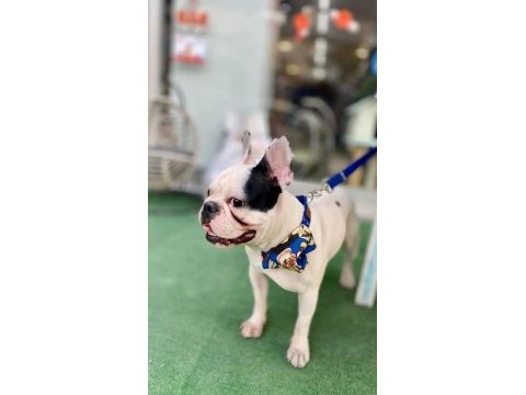 1.4 yaşında erkek kısır değil french bulldog