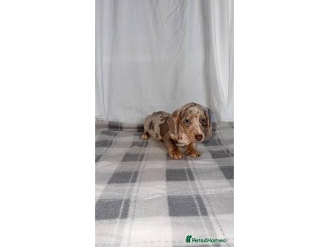 Bri çok seçenek ile dachshund bebeklerimiz