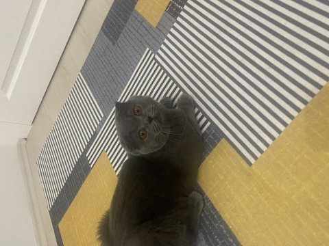 8 aylık scottish fold