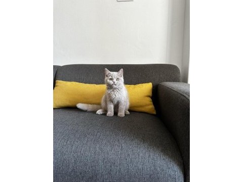 Lilac british shorthair cinsi yavrumuza aile arıyoruz.