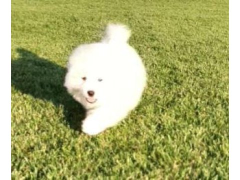 Elit patiler farkıyla samoyed yavrular