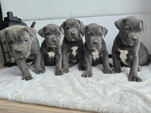 Cane corso en kalitelisi bizde var