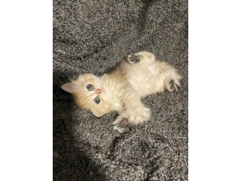 Anne baba şecereli golden safkan british longhair dişi