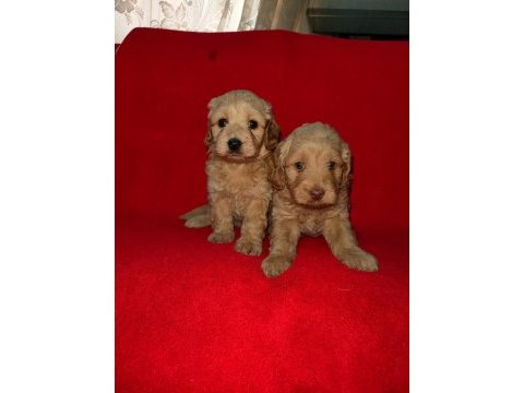 Sevimli ve oyuncu maltipoo yavruları