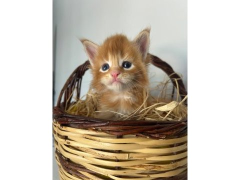 Sağlık ve ırk garantili minik maine coon devler