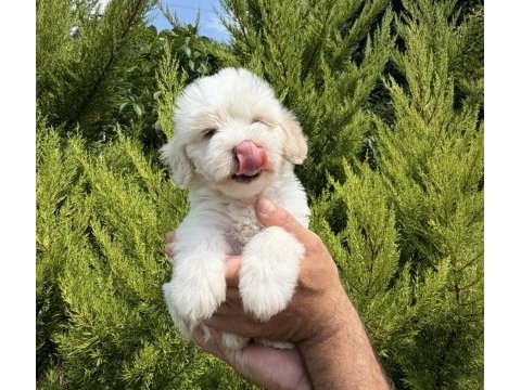 Tr nin en iyi maltipoo yavruları