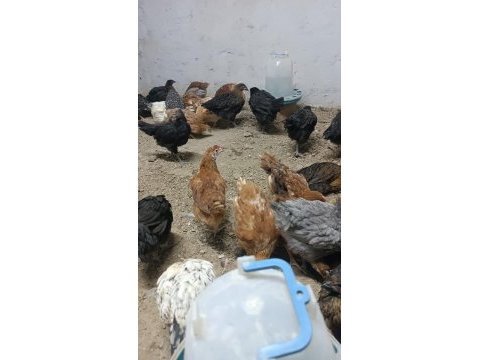 Karışık tavuklar yarkalar