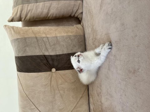 Safkan maviş scottish fold kızım
