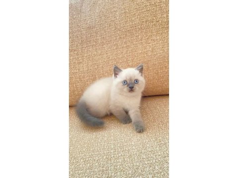 Safkan anne ve babadan safkan dişi erkek yavrular