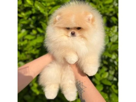 Pomeranian boo