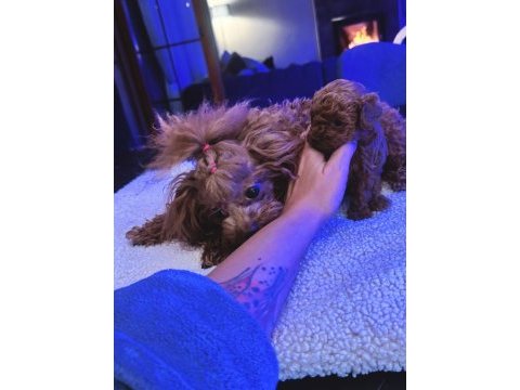 Ankaranın en elit tea cup kore poodle yavruları