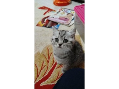 British shorthair ponçik lokma tatlımı kim ister