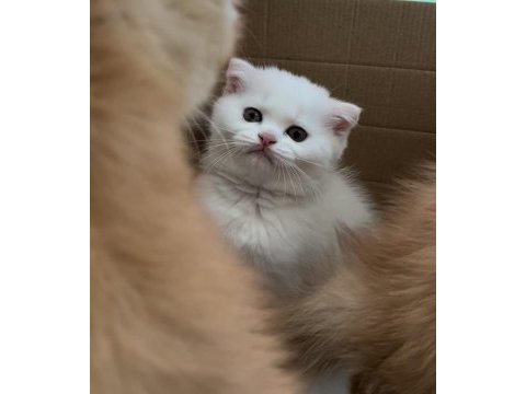 Scottish fold 2 aylık yavru kedimiz