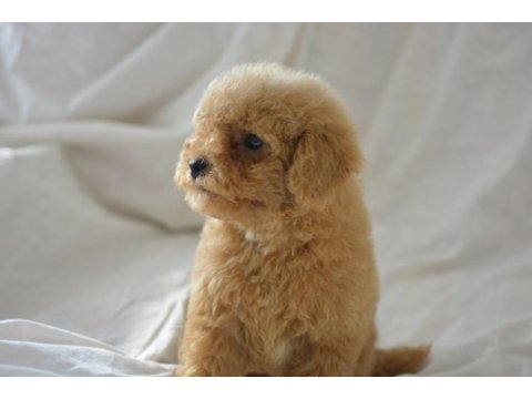 Maltipoo yavrular