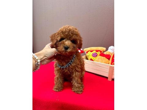Orjinal 0 numara toy poodle yavrularımız