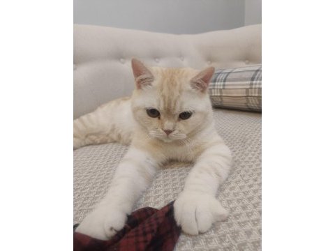 British shorthair kedim paşa yeni sahibini bekliyor