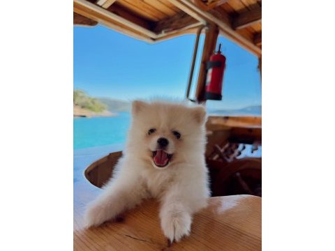 Beyaz pomeranian yavru köpeğimiz