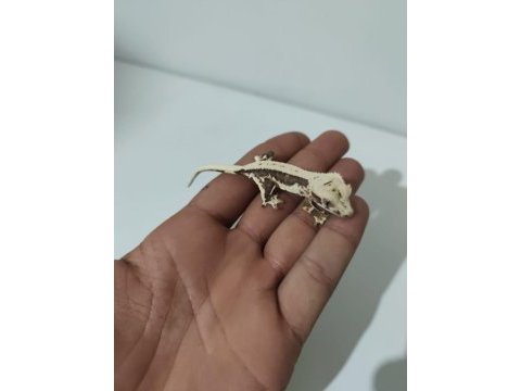 Üst kalite crested geckolar