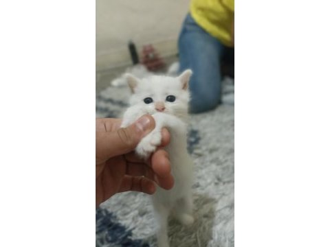 Sevecen british shorthair