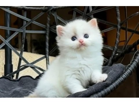 Şampiyon soyundan gelen safkan ragdoll yavruları