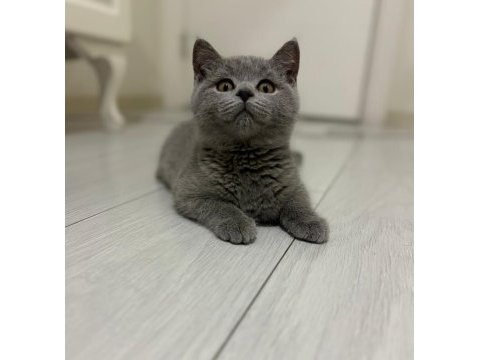 2.5 aylık safkan british shorthair yavrusu
