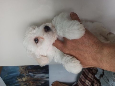 Saf maltese terrier yavruları