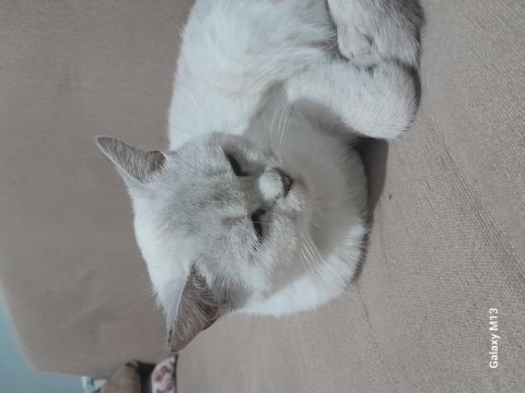 British shorthair kedimizi veriyoruz