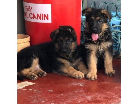 Alman çoban köpeği yavruları