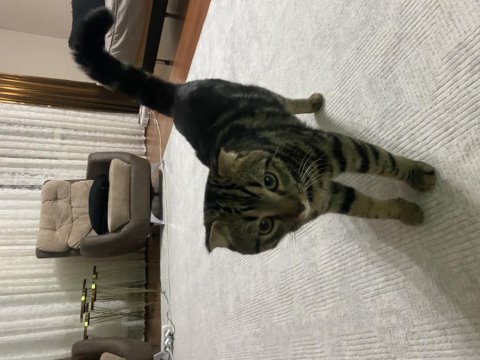 Uysal scottish fold kedisi