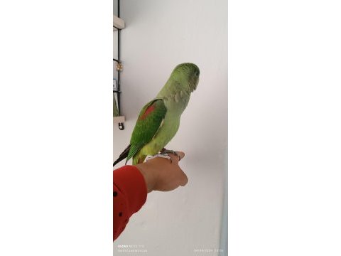 Alexander papağanı bebek