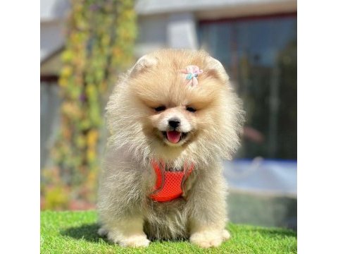 Sevimli pomeranian boo yavrularımız