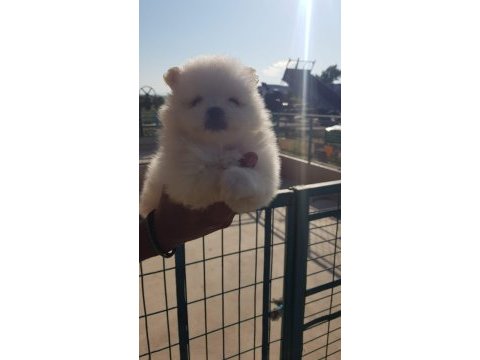 Yuva arıyor pomeranian boo